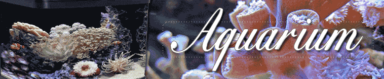 Aquarium header image