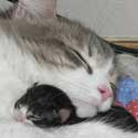 Cats image 4